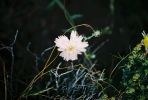 PICTURES/Death Valley - Wildflowers/t_Death Valley - Desert Chicory.JPG